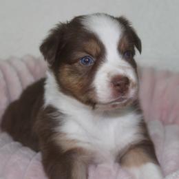 RubyBelle - Red tri-color female Australian Shepherd puppy in Granville, Ohio from River Trails Aussies