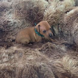 Dark green collar - Red female Miniature Pinscher puppy in Acworth, Georgia from Stonewood Dobermans and Min Pins