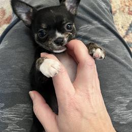 Chihuahua Puppies from Sophia Jade's Chi Brigade