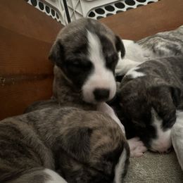Whippet Puppies from Sara's Whippets