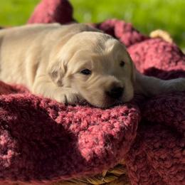 Red Boy - Light golden male Golden Retriever puppy in Scio, Oregon from Stackhouse Family Farm