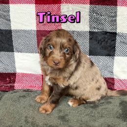 Tinsel - Chocolate merle female Bernedoodle puppy in Banner Elk, North Carolina from Walnut Tree Bernedoodles