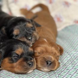 Cavalier King Charles Spaniels from Fern Valley Cavaliers
