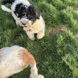 King - Parti Saint Berdoodle puppy in Batavia, Ohio from Donciedoodlesohio.com
