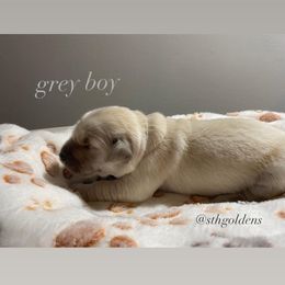 Golden Retriever Puppies from Sweeter Than Honey Golden Retrievers, LLC.