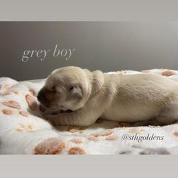 Golden Retriever Puppies from Sweeter Than Honey Golden Retrievers, LLC.