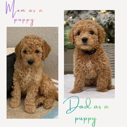 Helaena - Apricot female Goldendoodle puppy in Richmond, Texas from Harper’s Heartbeats