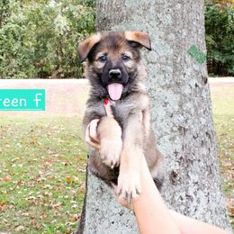 Miss green - Sable female German Shepherd puppy in Dexter, Missouri from Vom Morris Haus German Shepherds