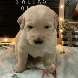 Golden Retrievers from Furrever Goldens