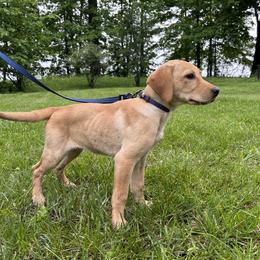 Juliet - Yellow female Labrador Retriever puppy in Alger, Ohio from Osborne Family Retrievers
