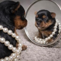 Girl 1 - Black and tan female Yorkshire Terrier puppy in Carmichael, California from Mckeever's Yorkies