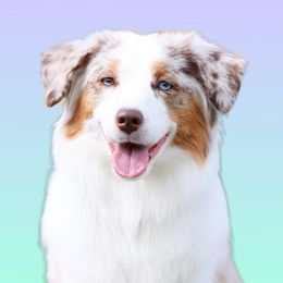 Kindle - Miniature American Shepherd