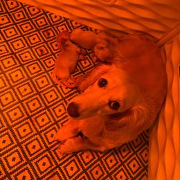 AKC cream girl 1 - Cream female Dachshund puppy in Tazewell, Virginia from Appalachian Dachshunds