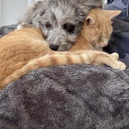 Aussiedoodles and Australian Shepherds from Lana Corley- Australian Shepherds of 3/W Farms