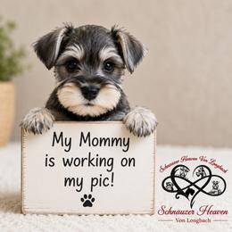 Cayman AKC - Salt and pepper male Miniature Schnauzer puppy in Pelzer, South Carolina from Schnauzer Heaven Von Longbach