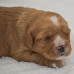Myla - Red female Cavapoo puppy in Honey Brook, Pennsylvania from Stoltzfus Family Puppies (license number 18844)