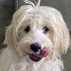 Great Mates Maddie Mud Pie - Australian Cobberdog