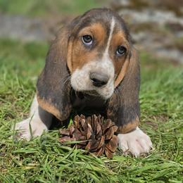 Agate- brown collar - Black brown and white male Basset Hound puppy in Valley, Washington from Peaceful Valley Paws