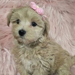 Cricket - Champagne female Maltipoo puppy in Lebanon, Kentucky from Mosaic Merle Doodles