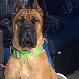Reba - Cane Corso