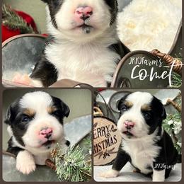 (4) Comet, BTF - Black tri female Miniature American Shepherd puppy in Huntington, Texas from JKKJ Farms