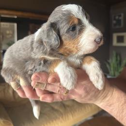Bernedoodle and Bernese Mountain Dog Puppies from Berner Ridge Kennels