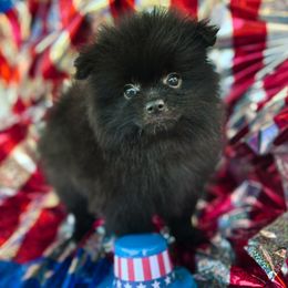 Luke - Black male Pomeranian puppy in Douglas, Massachusetts from Country Oak Poms LLC