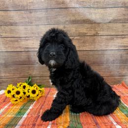 Paprika - Black female Cavapoo puppy in Beresford, South Dakota from DAKOTA DOOD RANCH