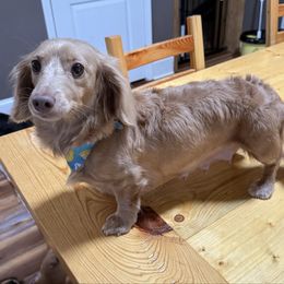 Zozo - Dachshund