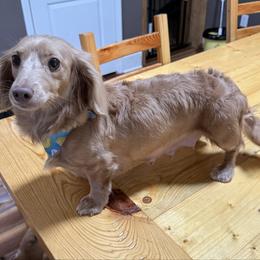 Zozo - Dachshund