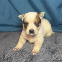 Whiskey - Red speckled male Australian Cattle Dog puppy in Rosharon, Texas from 4Surge Cattle Dogs