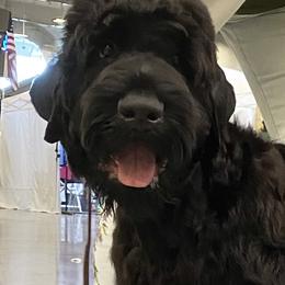 Boy 1 - Black male Black Russian Terrier puppy in Oklahoma from Ter’Avalon Kennel