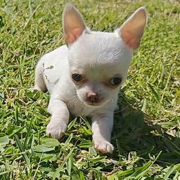 Boy 3 - Cream and white Chihuahua puppy in Gray, Louisiana from Chi Chi's Place
