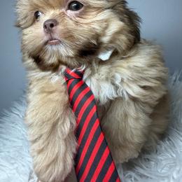 Rolex - Liver male Shih Tzu puppy in Coolidge, Arizona from Shih Tzu’s  ‘N’ Love