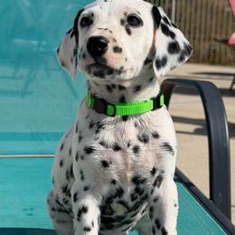 Male 4 - White and black male Dalmatian puppy in Lake Mathews, California from Bully Market