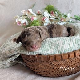 Lupine - Red merle male Aussiedoodle puppy in Meadville, Pennsylvania from Doodle Paws Pups