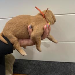 Winifred-Orange - Dark golden female Golden Retriever puppy in Cedar City, Utah from RuTess Goldens