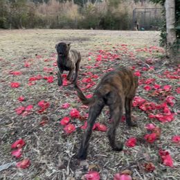 xDutch Shepherd Puppies from Crystal Coast Canines