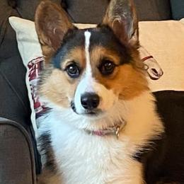 Pembroke Welsh Corgis from Sunshine Corgis