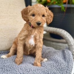Twilight - Red  female Goldendoodle puppy in Charles Town, West Virginia from Locust Hill Goldendoodles