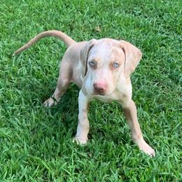 Boy 3 - White merle male Catahoula Leopard Dog puppy in Gadsden, Alabama from Rich Cat’s