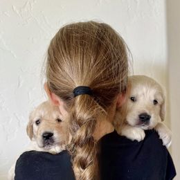 Golden Retriever Puppies from K5 Dog Services