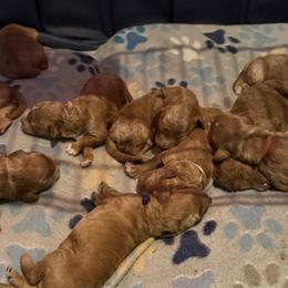 Goldendoodles from A&B Happybreeds