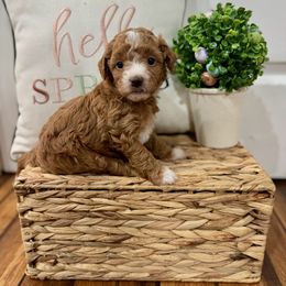 Blue collar - Red  Poodle puppy in Twin Lake, Michigan from Paige Wagenmaker