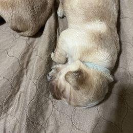 Golden Retriever Puppies from Golden Kiss Retrievers