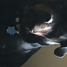 Freya - Rottweiler