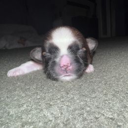 Boy 2 - Brindle male Shih Tzu puppy in Hampstead, Maryland from Shawny's Shih Tzus
