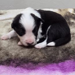 Boy 2 Champion Pedigree - Black male Border Collie puppy in Newalla, Oklahoma from Roughstock Border Collies and Dachshunds
