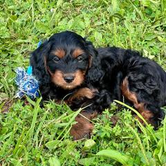 River - Black and tan male Cavapoo puppy in Macomb, Missouri from Hunter's Puppies