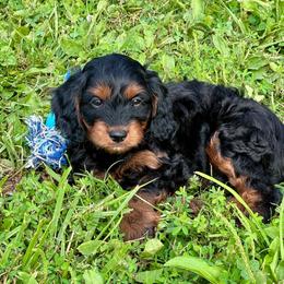 River - Black and tan male Cavapoo puppy in Macomb, Missouri from Hunter's Puppies